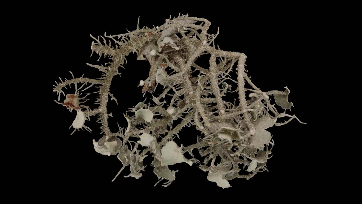 Usnea strigata